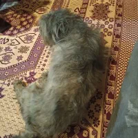 سگ پتی|سگ|خرامه, |دیوار