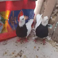 طوقی سیاه
