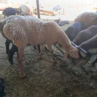 دو راس کاوه قوچ چینی