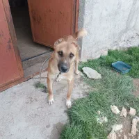 سگ باغ|سگ|شیروان (خراسان), |دیوار