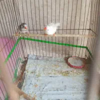 فنچ