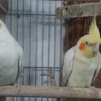 عروس هلندی جفت  دستی