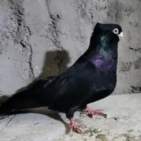 صرب|پرنده|مسجد سلیمان, |دیوار