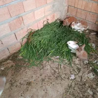 خرگوش لوپ هلندی