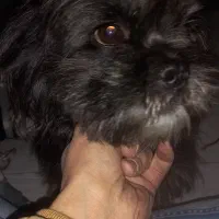 سگ فروش|سگ|تهران, امام حسین|دیوار