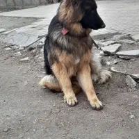 سگ ژرمن