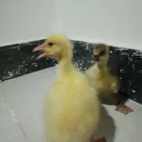 غاز