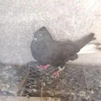 کبوتر سیا دمسفید