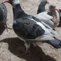 ۳جوجه تضمین زات