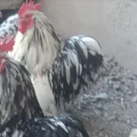 خروس کوشین جوان بلک متلد ۱۰ ماهه