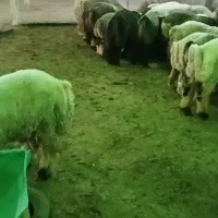 بره پرواری چاق نر