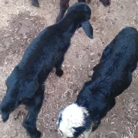 بره شیری بزغاله