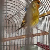 سهره قناری خاکی کهنه