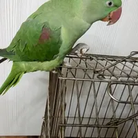 شاه طوطی گمشده