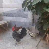 مرغ،خروس مینیاتوری اصل،گوش آبی..