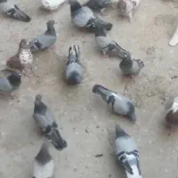 فروش 43تایکجا