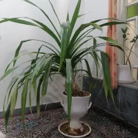 گل بزرگ ذرتی و میز تلویزیون