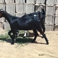دوتا کهره نر و ماده