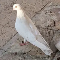 کفتر جفتی با جوجه بمبویی و اراکی