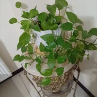 فروش گل طبیعی