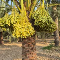 فروش خارک  کیلویی