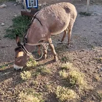 خر نر بانجاد