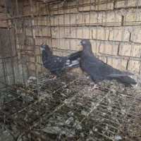 جفت لوت|پرنده|آبادان, |دیوار