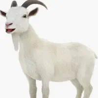 بز ماده