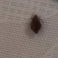 سم پاشی و ریشه کنی ساس و کک و کنه و .. در یک مرحله