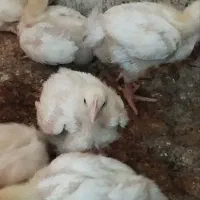 جوجه گوشتی بیست روزه