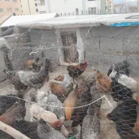 خروس ومرغ محلی جوجه وبوقلمون  تخم نطفه دار