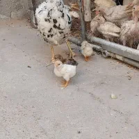 مرغ وجوجه