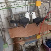 یه جفت کلاغ یا کربلایی کاکلی