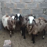 میش افشاری