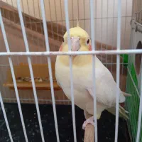 عروس هلندی نر