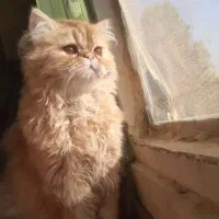 جفت گیری