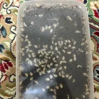 هلزون جوجه مولد پیش مولد