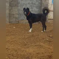 سگ قهدریجانی