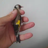ماده سهره