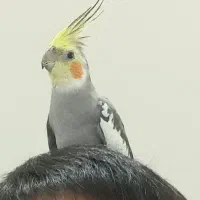 عروس هلندی سخنگو نر