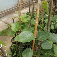نهال|گل و گیاه طبیعی|کتالم و سادات شهر, |دیوار