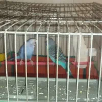 پرنده مرغ عشق