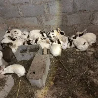 خرگوش|موش و خرگوش|بناب, |دیوار