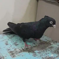 کبوتر جهت معاوضه
