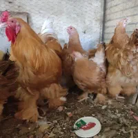 تخم مرغ نطفه دارلاری وبرهما جوجه