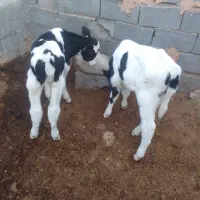 گوساله نر