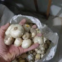 فروش کلی موسیر کوهی