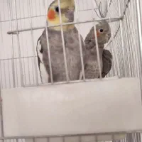 نر و ماده باهوش تخم گذار