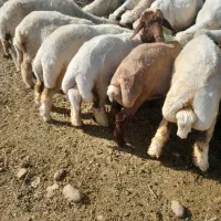 بره تمام پروار