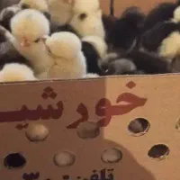 جوجه سفید و رسمی و تخم گذار